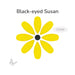 Yellow flower with black center labeled 'Black-eyed Susan' on a white background